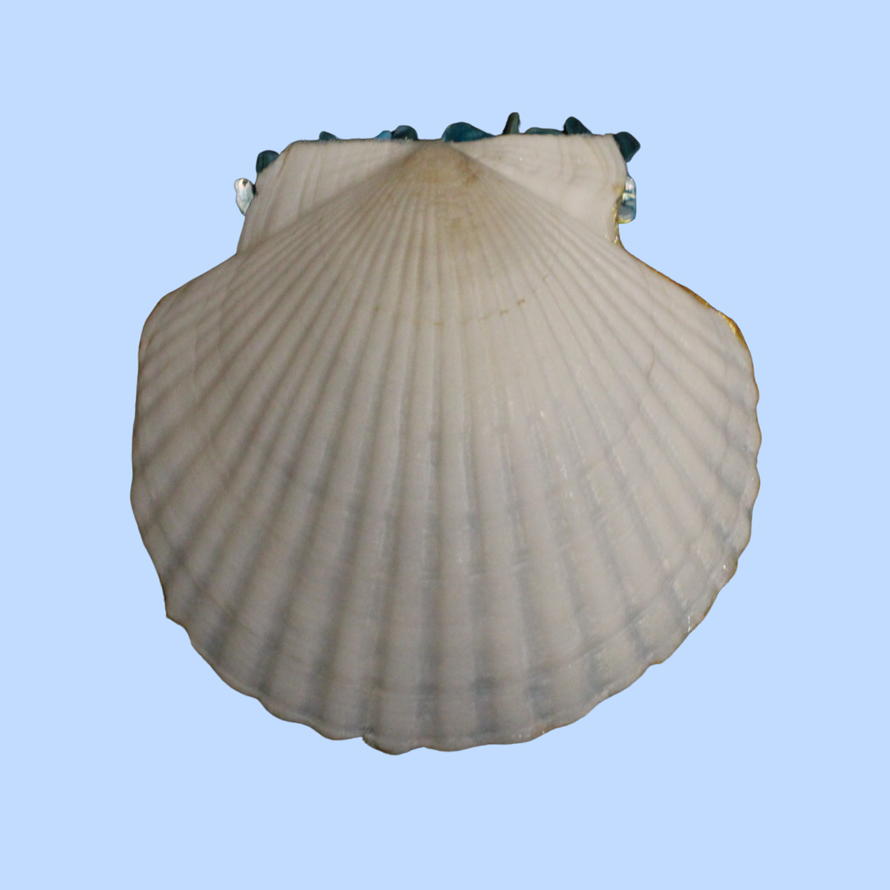 Cloth 7