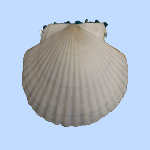 Cloth 7