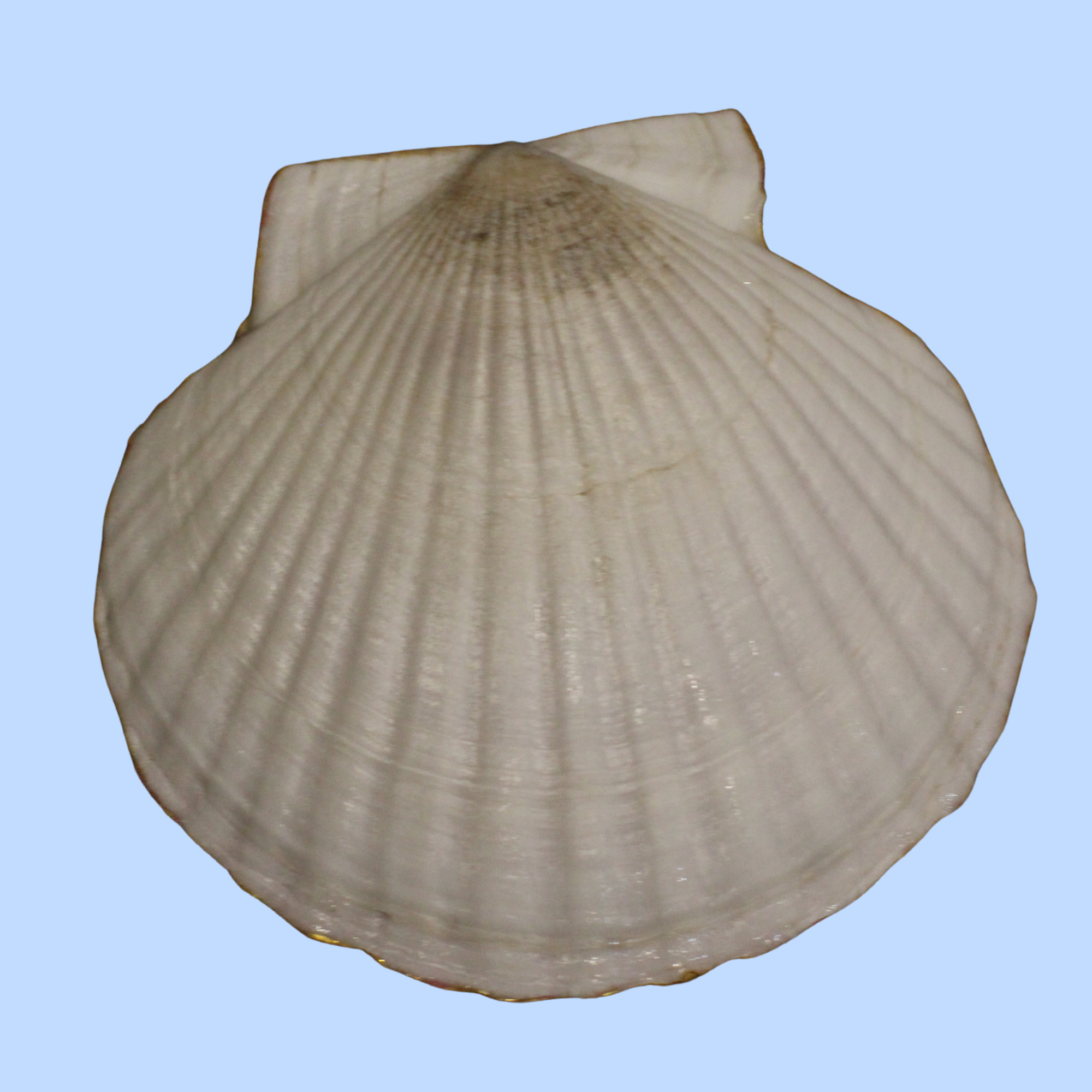 Cloth 8