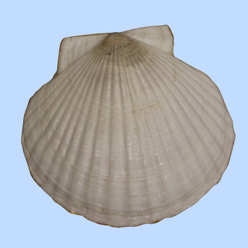 Cloth 8