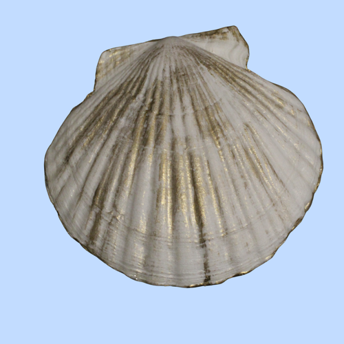 Cloth 9