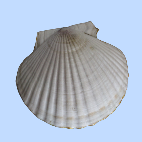 Cloth 10