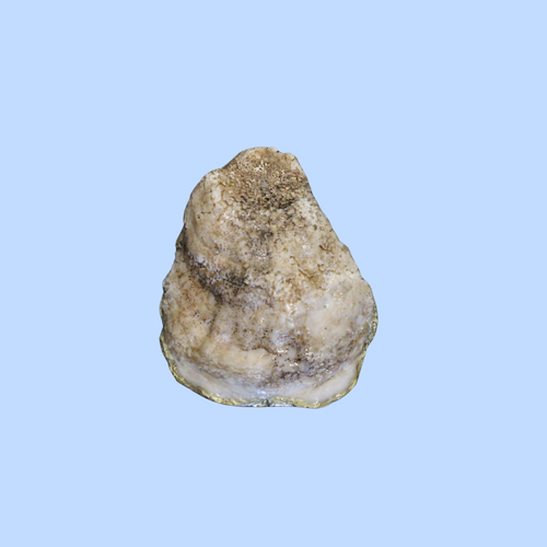 Cloth 1