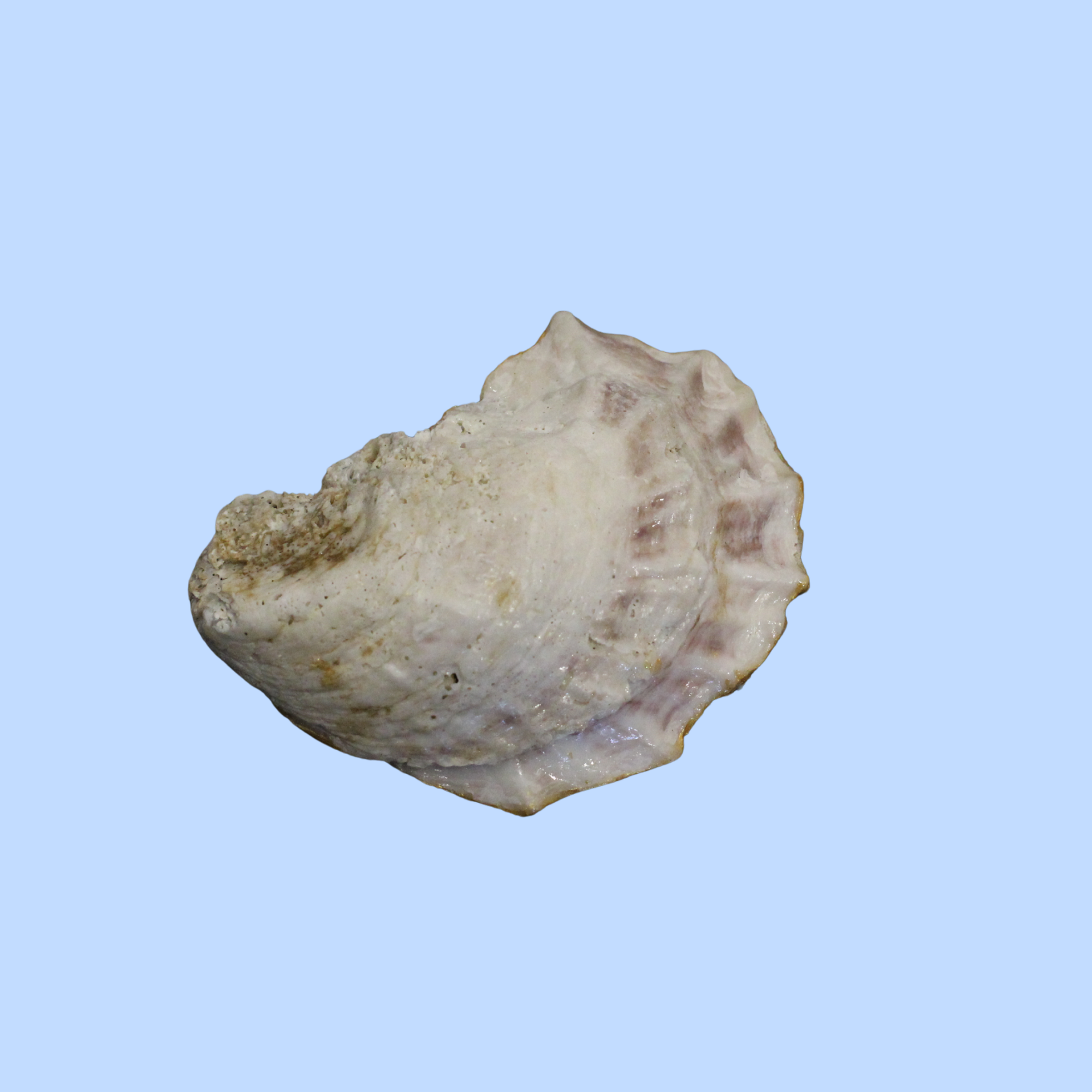 Cloth 3