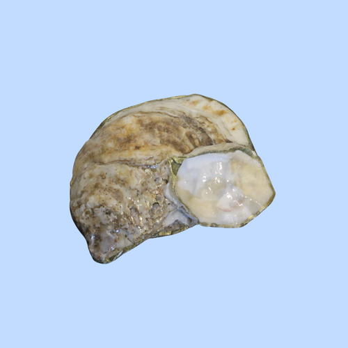Cloth 4