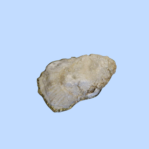 Cloth 5