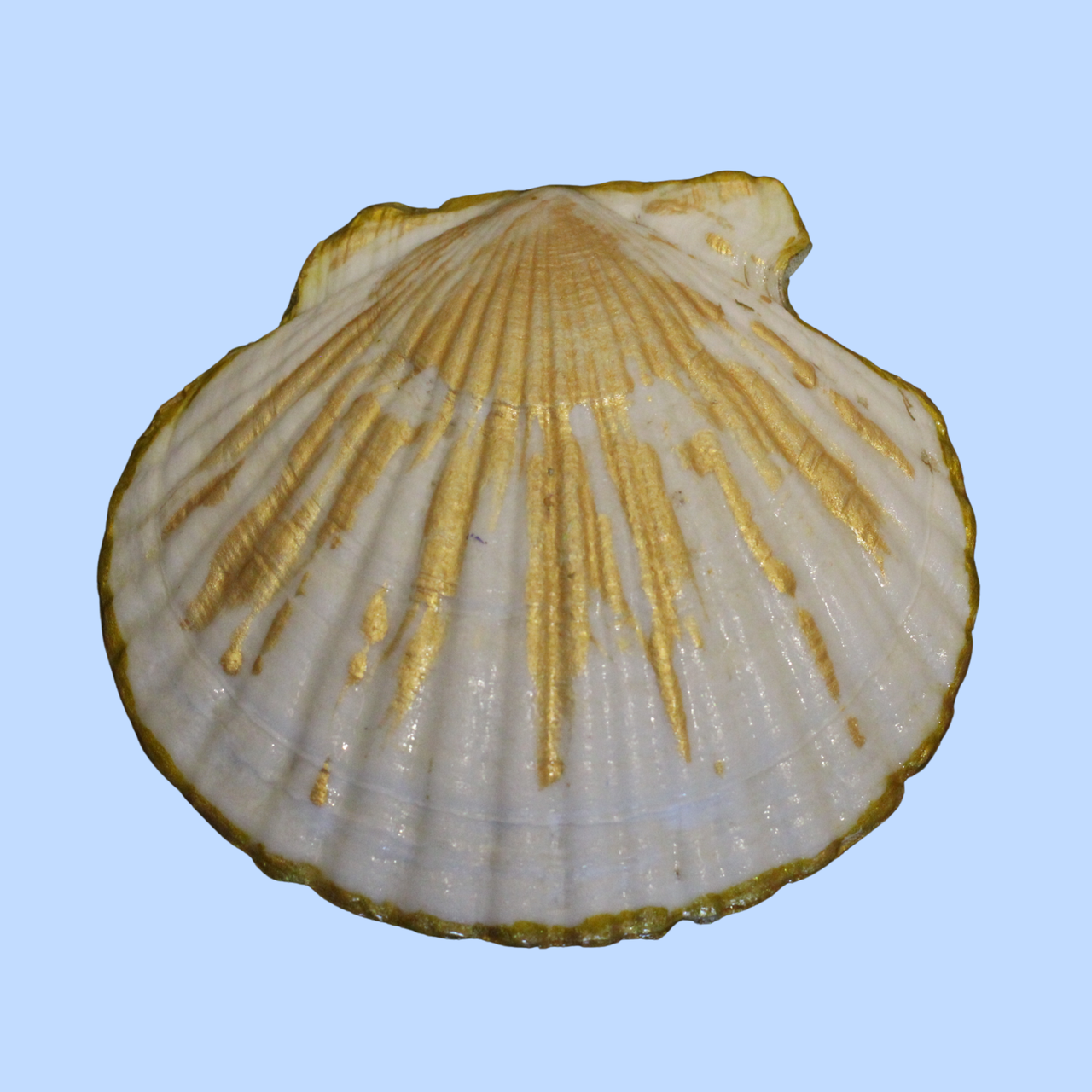 Cloth 6