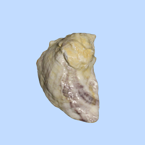 Flower 32
